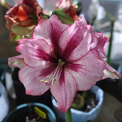 Double-Flowered Amaryllis Seeds