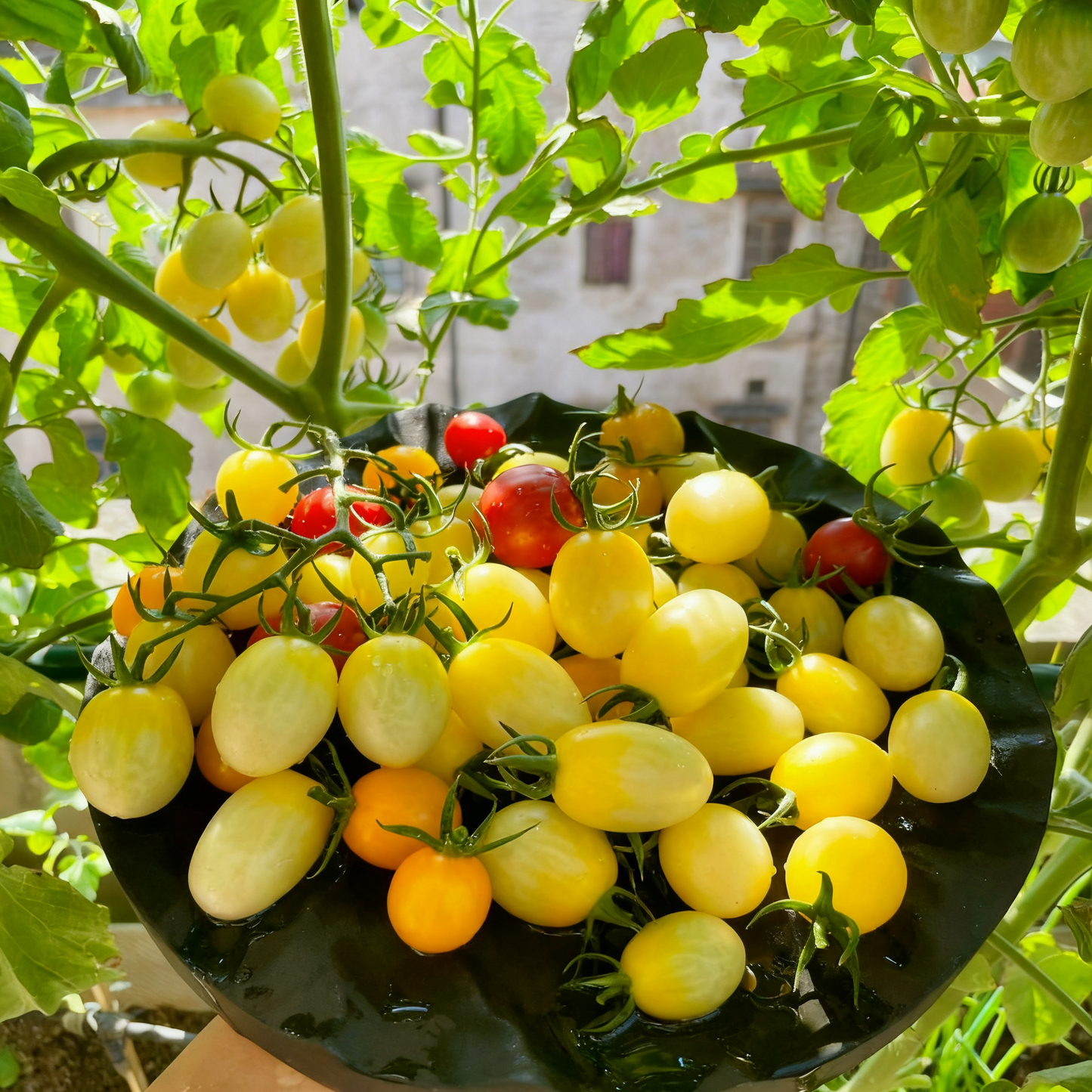 Summer Grow Juicy Ruby Pearl Tomatoes, Super Easy for Beginner Gardeners