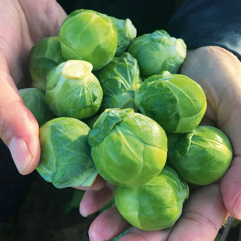 Long Island Improved Brussels Sprouts