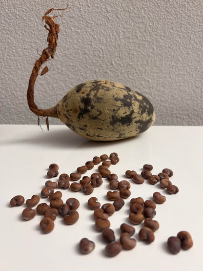 5piece Rare Baobab Tree Seeds Kit