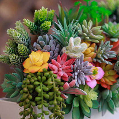 Colorful Summer Succulent Plants, Easy to Grow for Beginners
