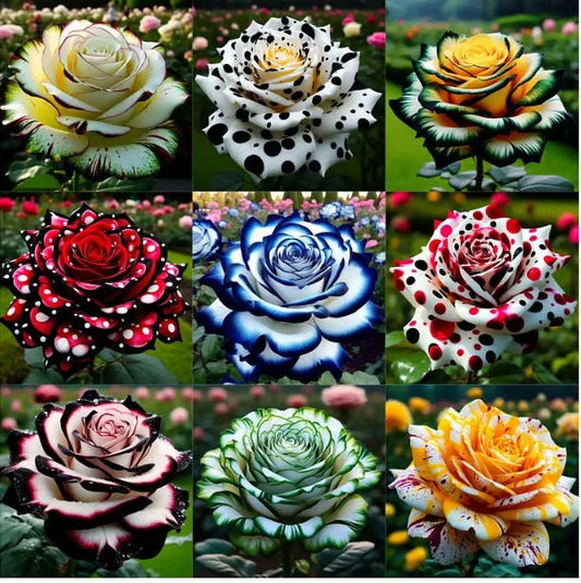 🌹 Rare and unique colored mutant rose seeds—your garden deserves magic! 🌙