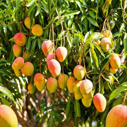 10PCS Extra-Sweet Superior Pink Mango for Plant