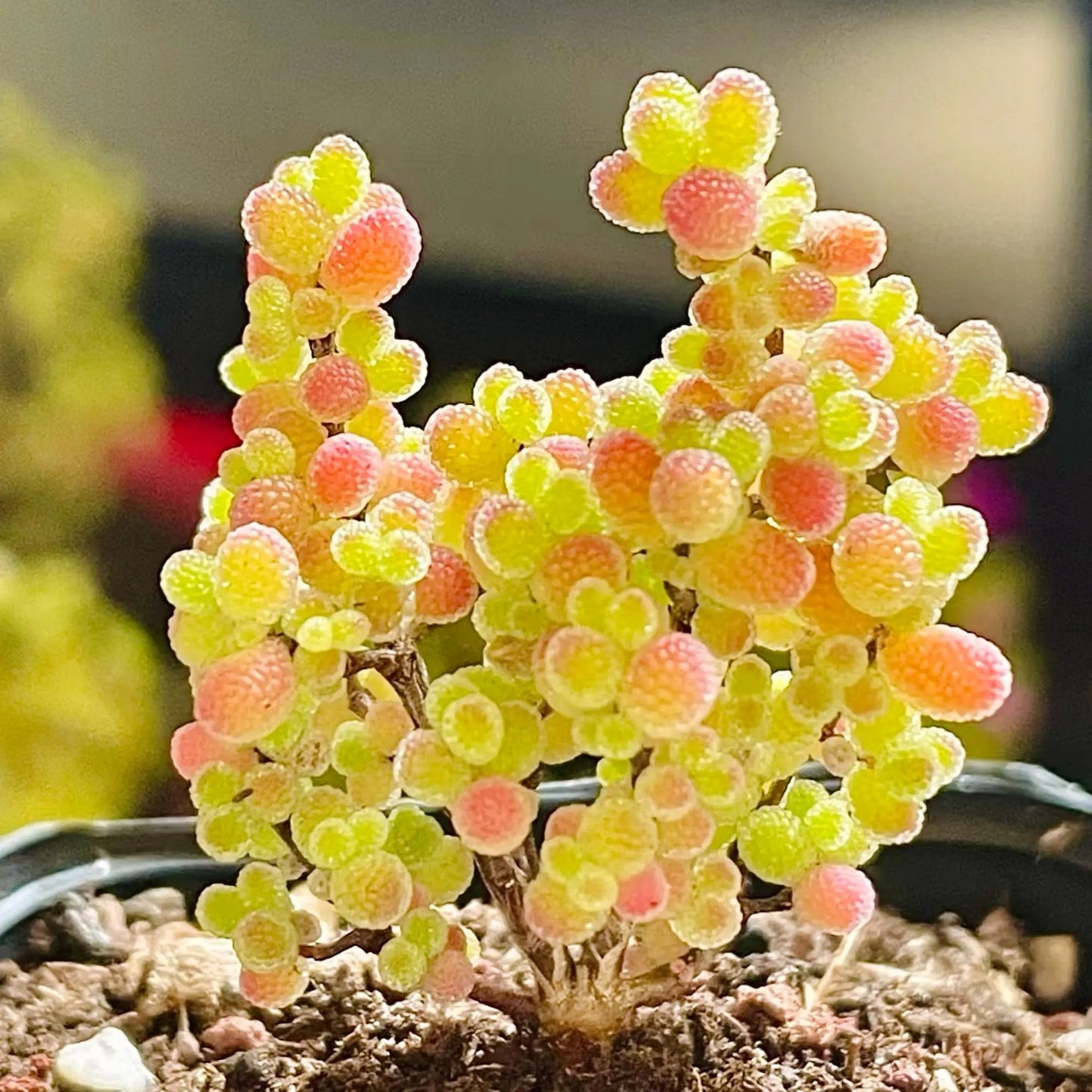 Summer Hardy Ice Crystal Succulent Seeds- Easy to Grow for Beginners