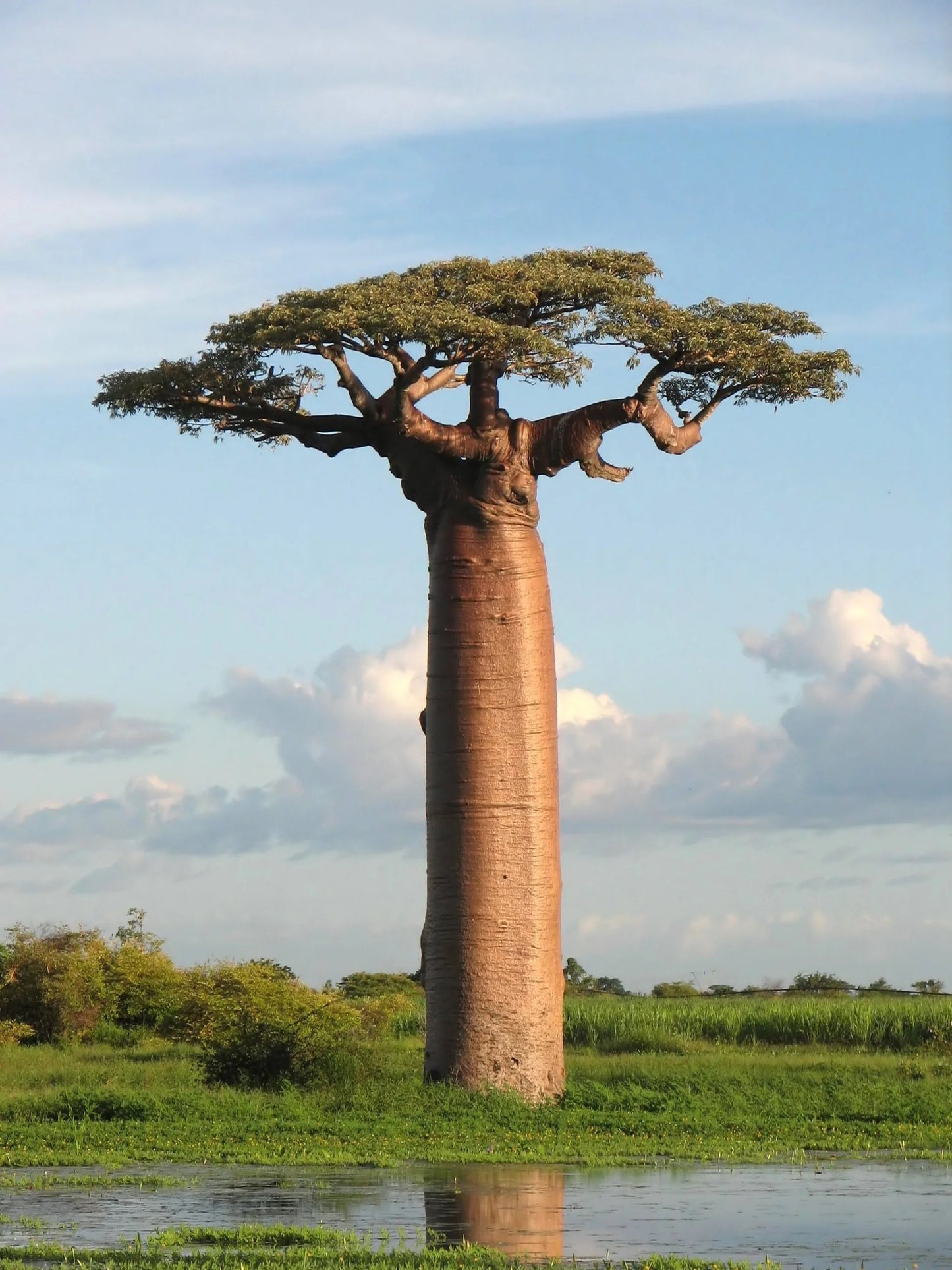 5piece Rare Baobab Tree Seeds Kit