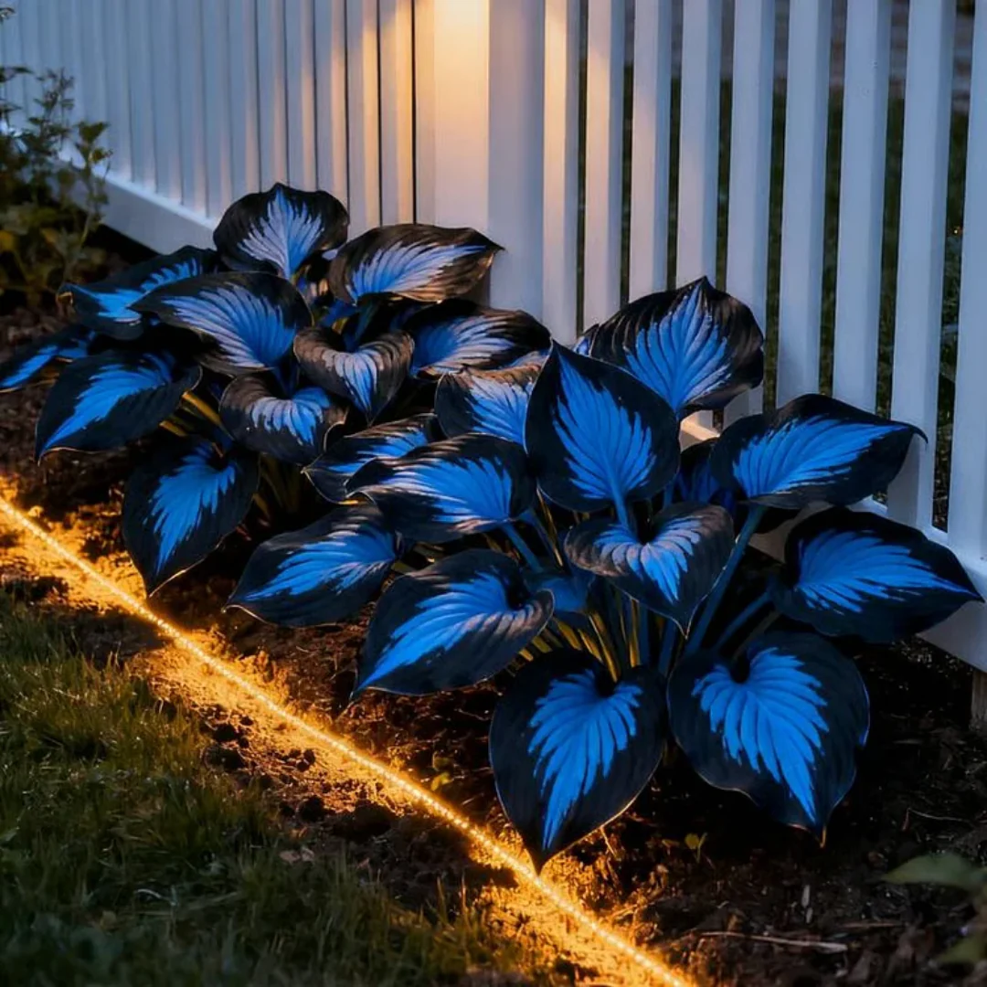 100+ Caladium Blue & Black Hosta Seeds