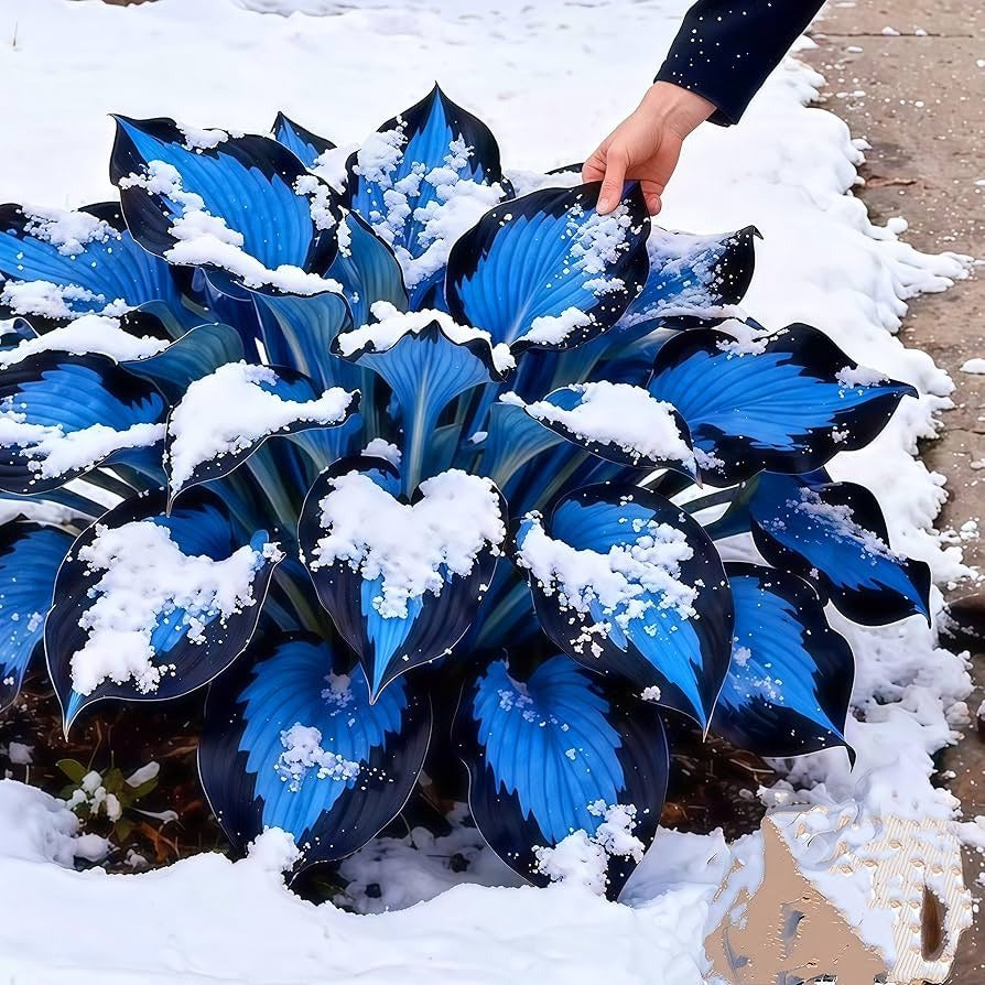 100+ Caladium Blue & Black Hosta Seeds