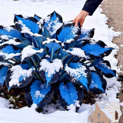 100+ Caladium Blue & Black Hosta Seeds
