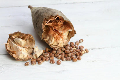 5piece Rare Baobab Tree Seeds Kit