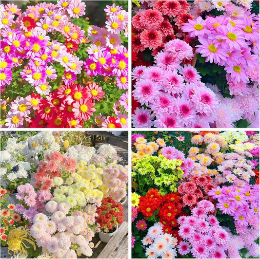 Summer Pyrethrum Flower Seeds-Pest Repellent & Ornamental Beauty