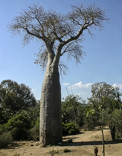 5piece Rare Baobab Tree Seeds Kit