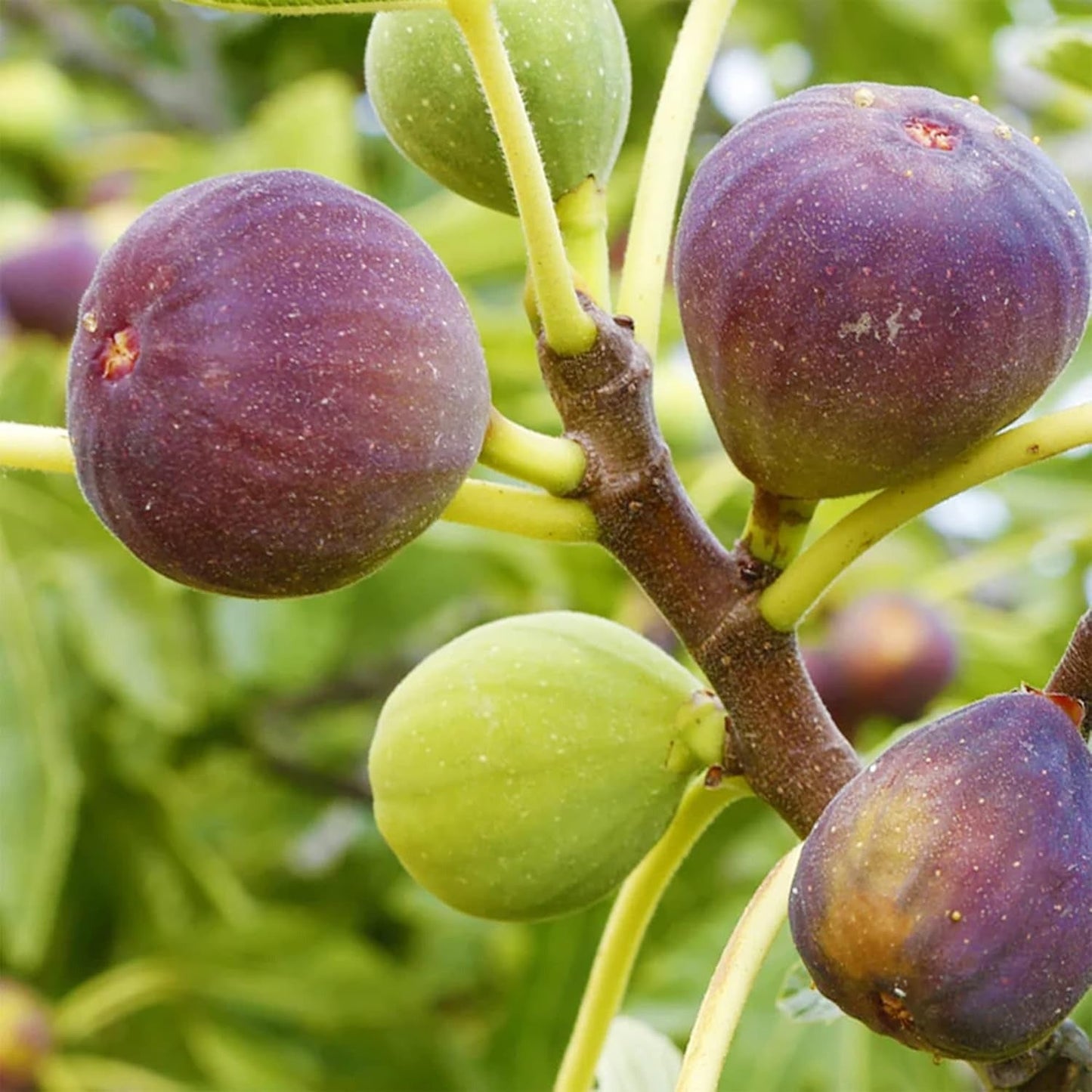 200 Organic Non-GMO Fig Tree