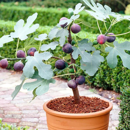 200 Organic Non-GMO Fig Tree