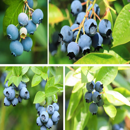 200 Sweet & Hardy Blueberry Bush