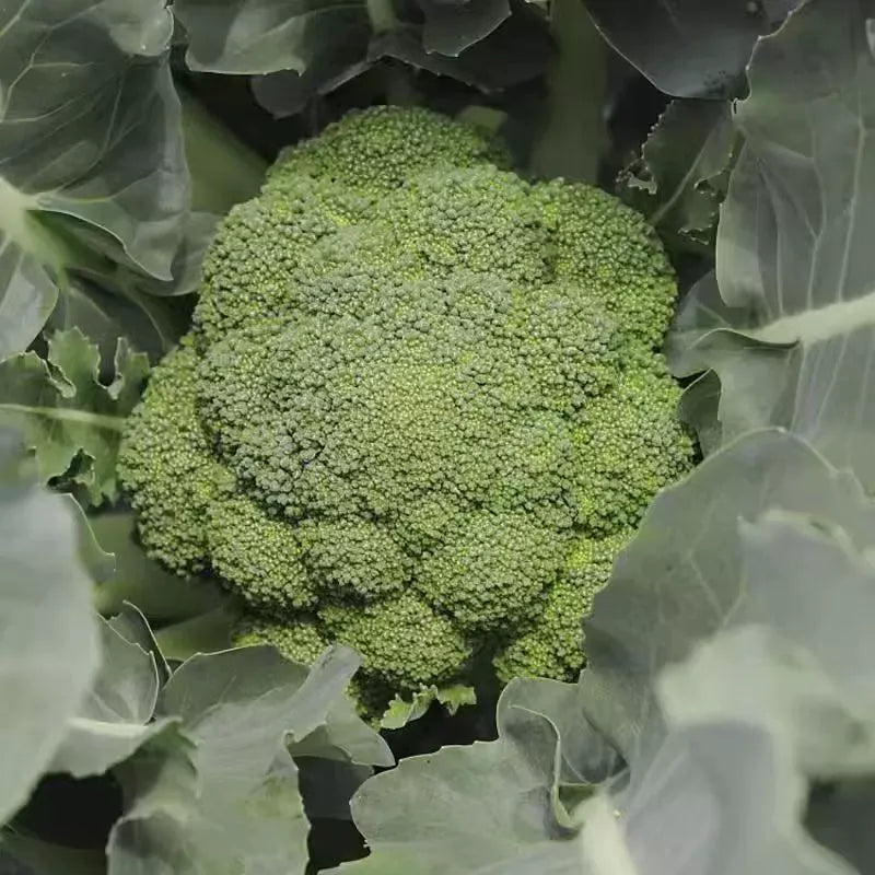 100 Broccoli