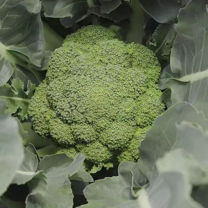 100 Broccoli