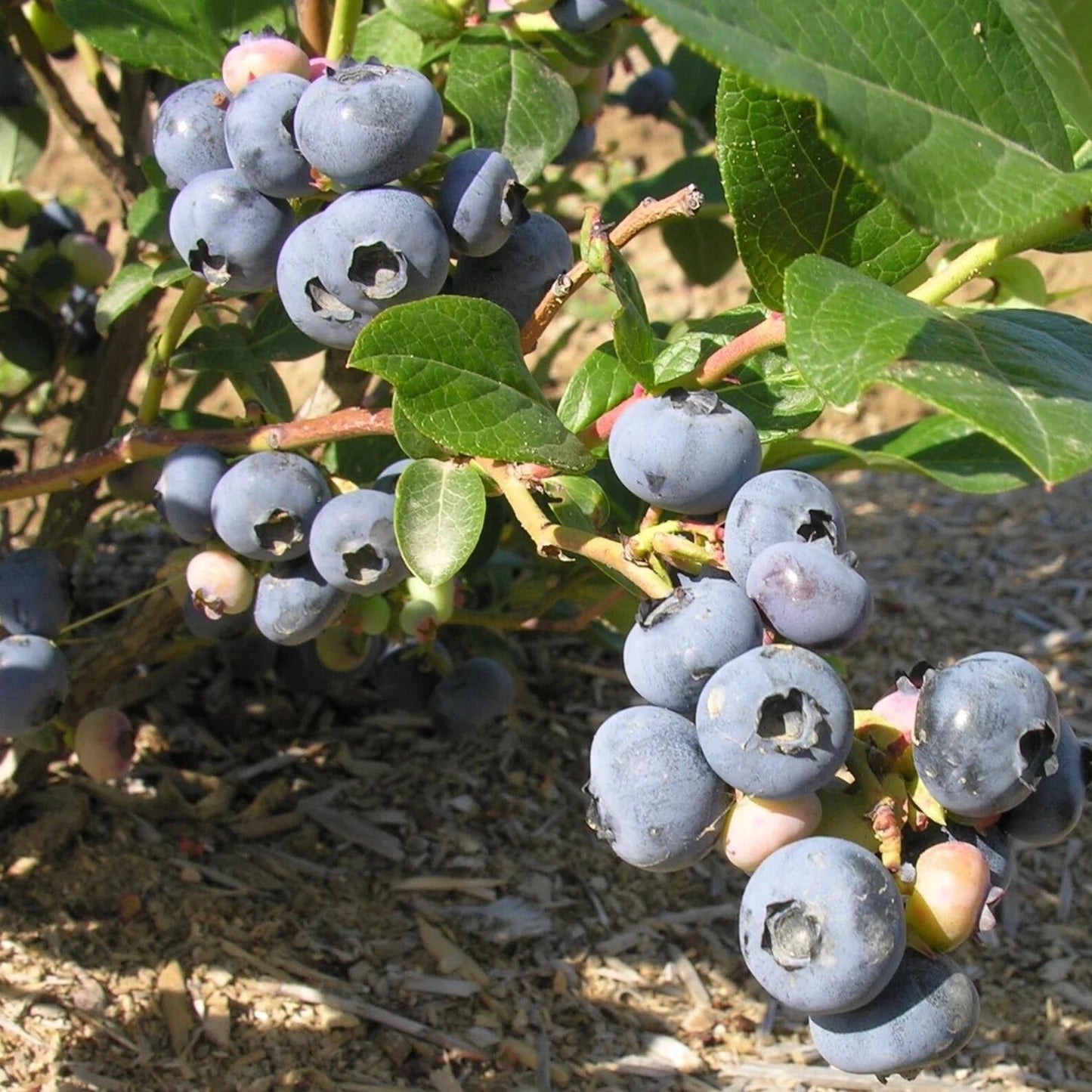 200 Sweet & Hardy Blueberry Bush