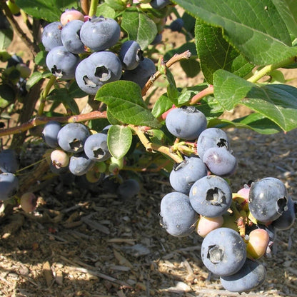 200 Sweet & Hardy Blueberry Bush