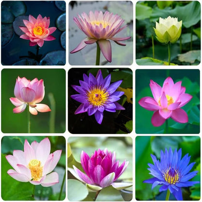 50 Mixed Color Lotus