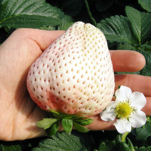 Rare Pink Pearl Strawberry Seeds