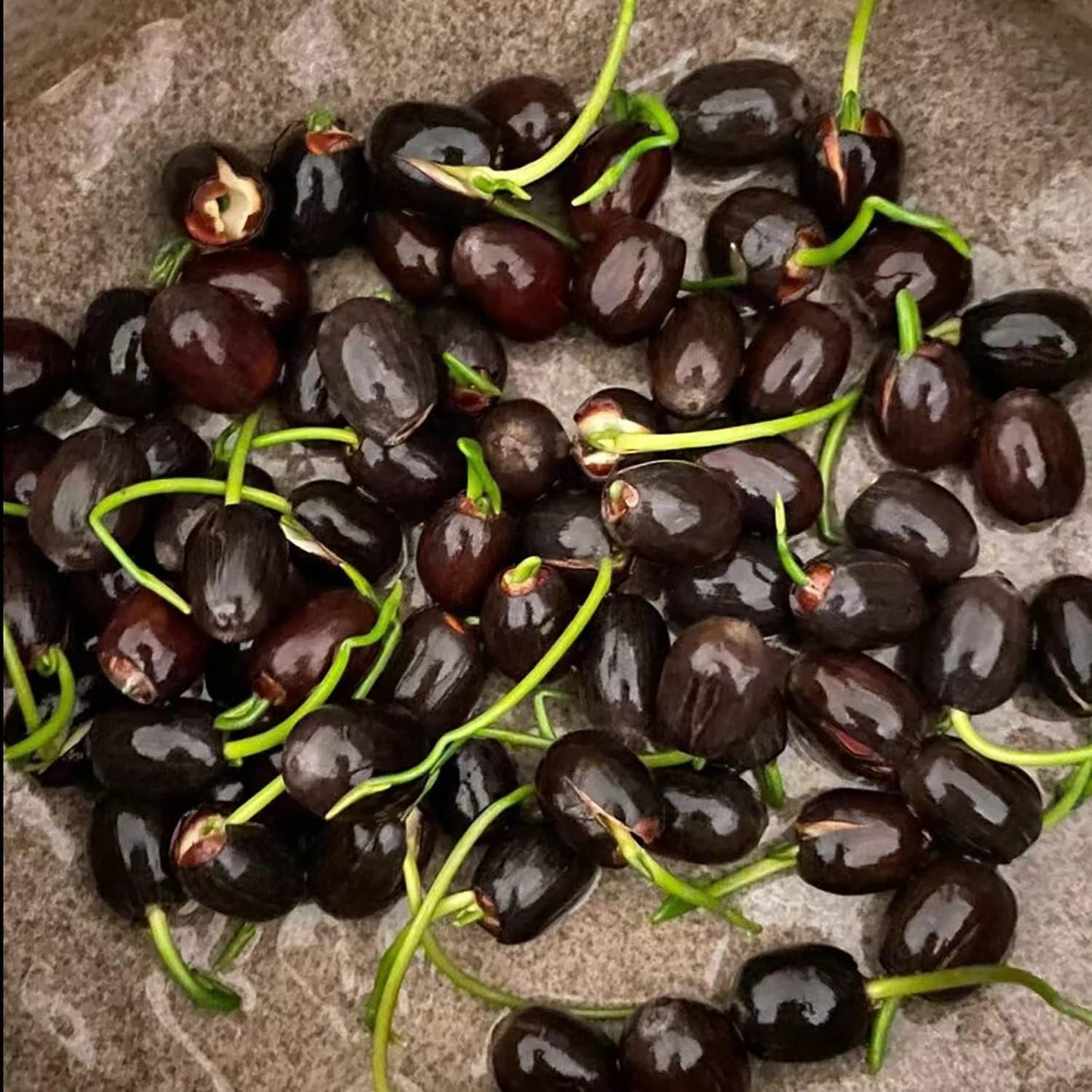 50 Mixed Color Lotus