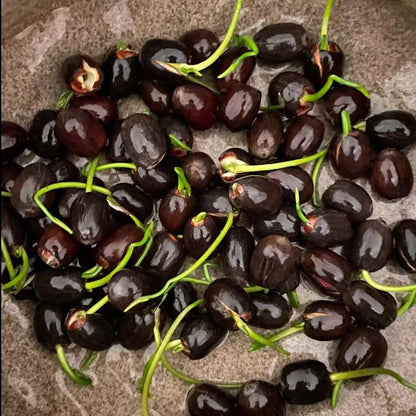 50 Mixed Color Lotus