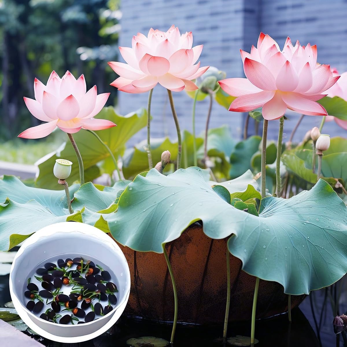 50 Mixed Color Lotus