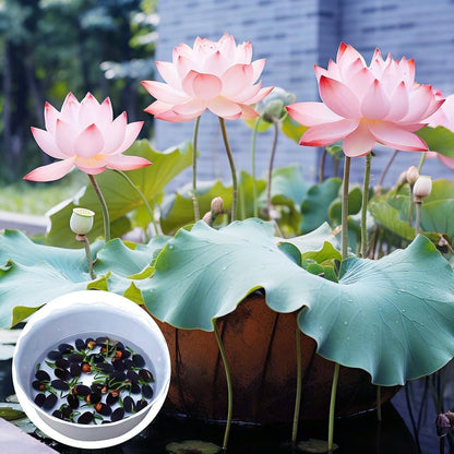 50 Mixed Color Lotus