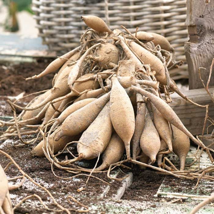🔥🔥Top-Grade Dahlia Rhizomes
