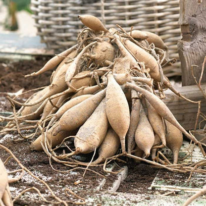 🔥🔥Top-Grade Dahlia Rhizomes