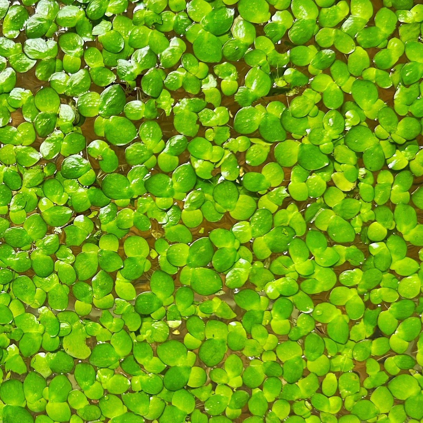 Aquatic plant
