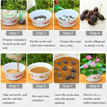 50 Mixed Color Lotus