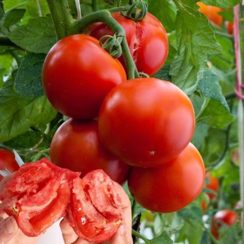 200 ORGANIC TOMATO