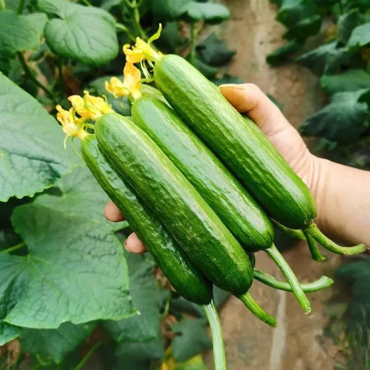 50 Fruit cucumber