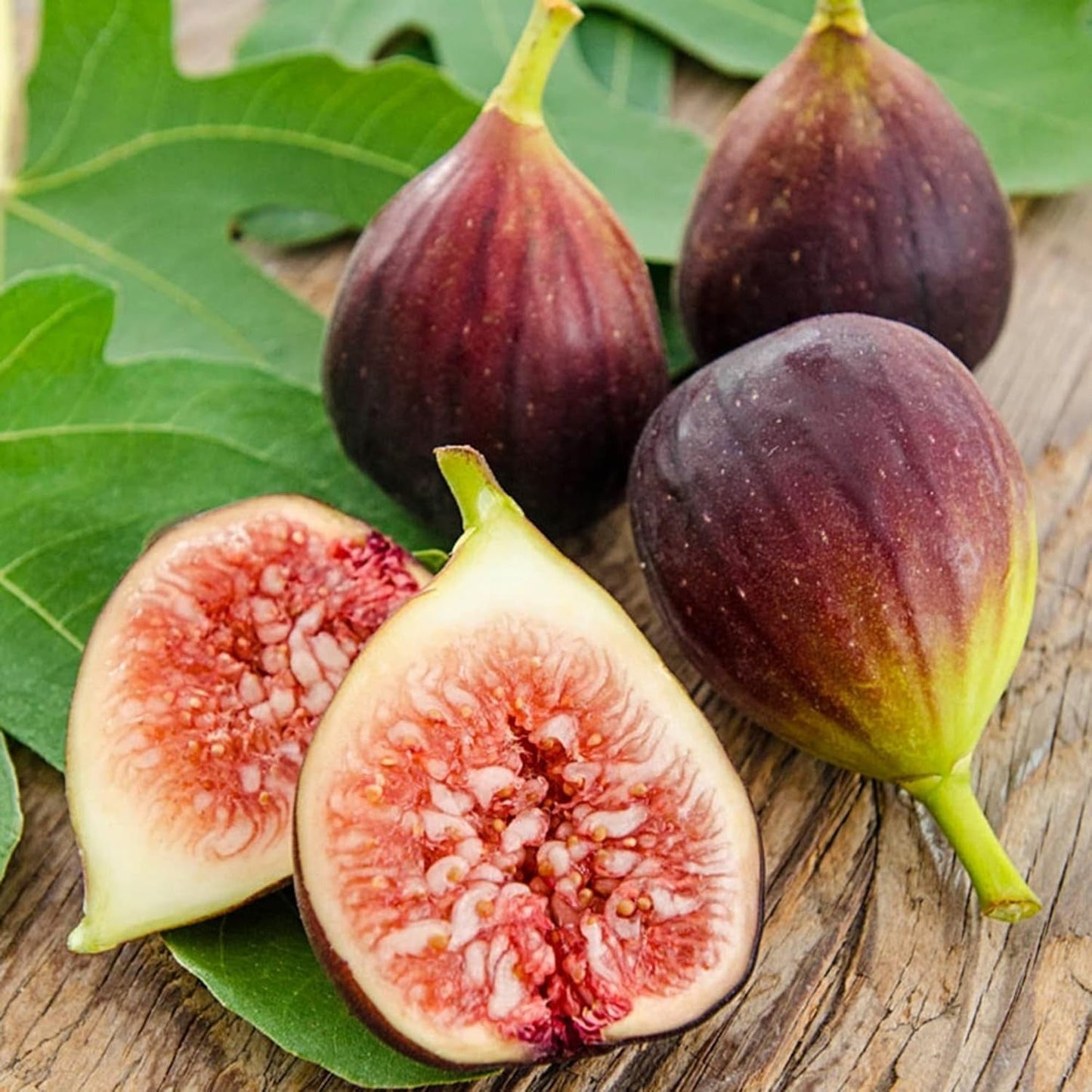 200 Organic Non-GMO Fig Tree