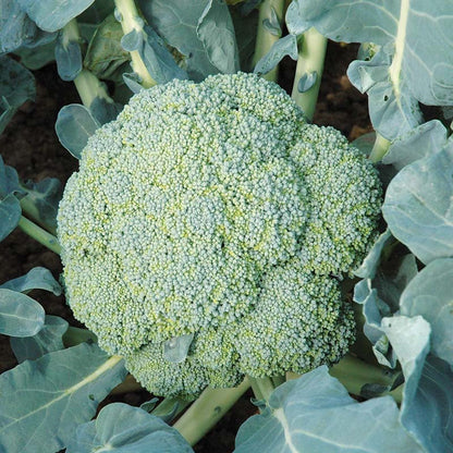 100 Broccoli
