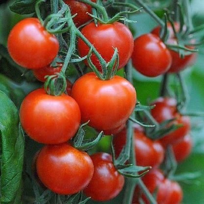 100 Super Sweet 100 Trailing Organic Tomato🍅