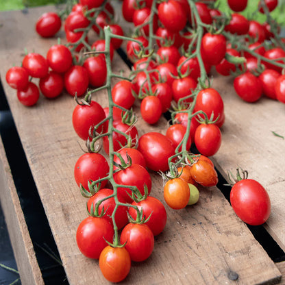 100 Super Sweet 100 Trailing Organic Tomato🍅
