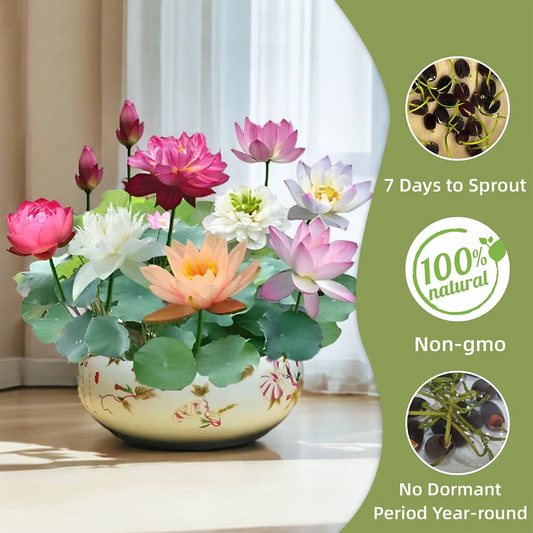 50 Mixed Color Lotus