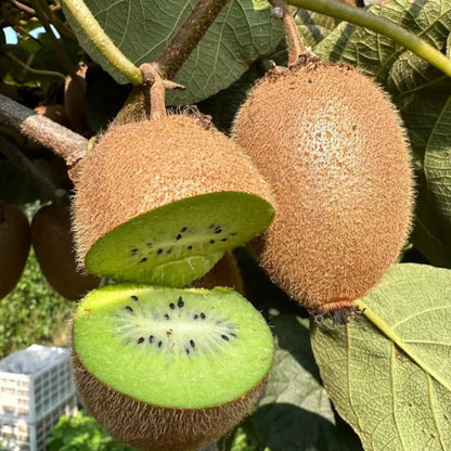 Kiwi Fruit 🥝