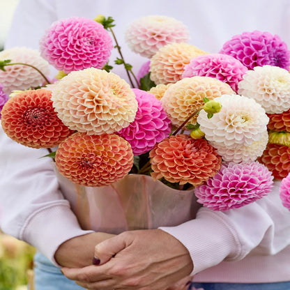 200 Top-Grade Dahlia