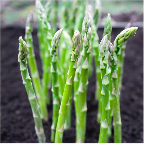 50 Asparagus