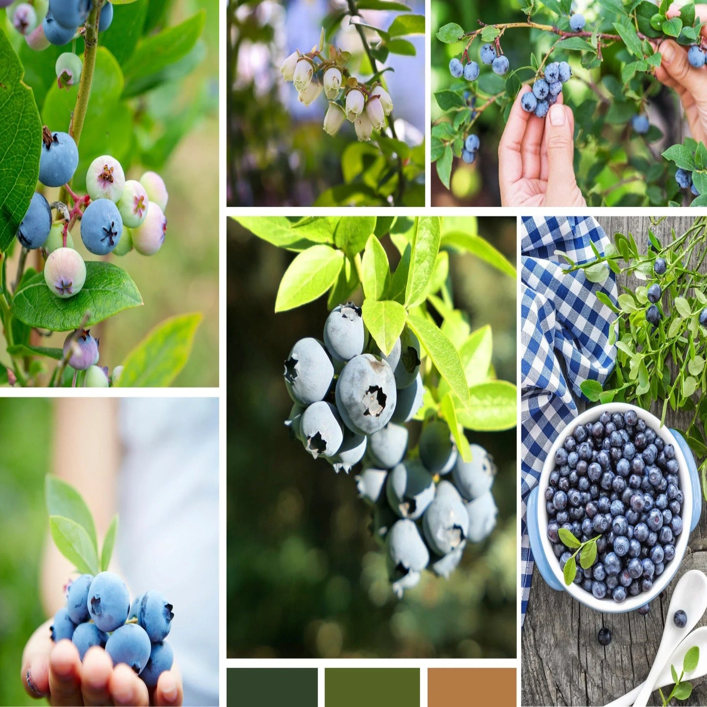 200 Sweet & Hardy Blueberry Bush
