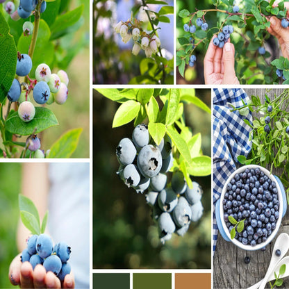 200 Sweet & Hardy Blueberry Bush