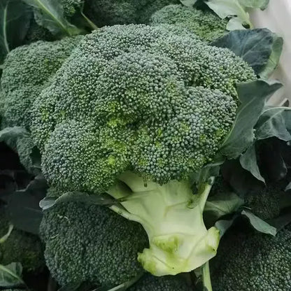 100 Broccoli